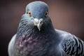 Gentle Pigeon bird. Generate Ai