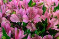 Gentle pink alstroemeria flowers in summer garden, park. floral background