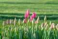 Gentle pink buds of blooming tulips on the background of lush green grass