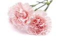 Gentle pink carnation flower Royalty Free Stock Photo