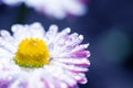 Gentle pink daisy flower with yellow core as floral background. Marguerite with wet thin petals and water drops on it. Toned Royalty Free Stock Photo