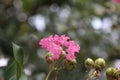 Gentle pink double flowers, round buds and yellow stamens