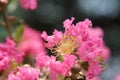 Gentle pink double flowers, round buds and yellow stamens