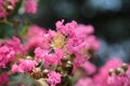 Gentle pink double flowers, round buds and yellow stamens