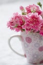 Gentle pink flower in pink cup.