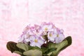 Gentle pink flowers of Saintpaulia isolated on decorative background Royalty Free Stock Photo