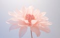 gentle pink peonie flower close up on neutral background