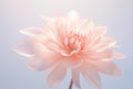 gentle pink peonie flower on neutral background