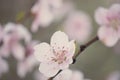 Pale pink petal macro