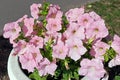 Gentle pink petunias close up. Royalty Free Stock Photo