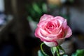 Gentle pink rose on blurred background closeup. Royalty Free Stock Photo