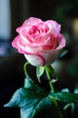 Gentle pink rose on blurred background closeup. Royalty Free Stock Photo