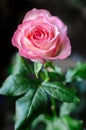 Gentle pink rose on blurred background closeup.