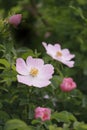 Gentle pink rose