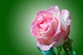 Gentle pink rose with drops of dew on green gradient background closeup. Royalty Free Stock Photo