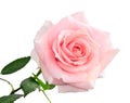 Gentle pink rose isolated on white