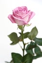Gentle pink rose on a white ba
