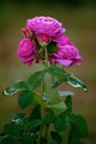 Gentle pink roses and drops of dew. Beautiful flower after the r Royalty Free Stock Photo