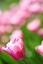 Gentle pink tulips on a flower field Royalty Free Stock Photo