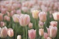 Gentle pink tulips Royalty Free Stock Photo