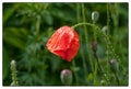 Gentle poppy in the morning dew drops. Beautiful floral landscape Royalty Free Stock Photo