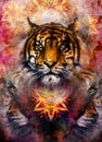 Gentle portrait tiger on ornamental background Royalty Free Stock Photo