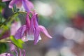 Gentle purple aquilegia in raindrops. Close-up.