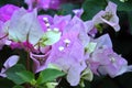 Gentle Purple Bougainvillea Inflorescence Background