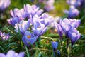 Gentle purple crocus flowers close-up