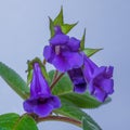 Gentle purple flowers of Sinningia Thidea Gloxinia