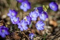 Gentle purple forest flowers, the first spring flowers in the forest.