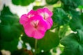 Gentle purple geranium flowers on a green background. Flowering indoor plants