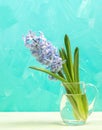 Gentle purple jacinth flower in glass vase on white table on turquoise backdrop. Spring card.