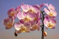Gentle purple orchid