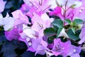 Gentle Purple White Bougainvillea Inflorescence Background