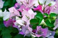 Gentle Purple White Bougainvillea Inflorescence Background