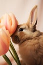 A gentle rabbit enjoying the scent of a tulip, in soft, warm light.