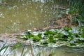 Gentle Rain Over a Tranquil Pond Royalty Free Stock Photo