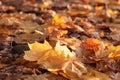 Gentle rays of the autumn sun shine through the fallen yellow maple leaves on mountain paths Royalty Free Stock Photo