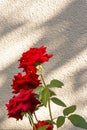 Gentle red roses growing in the garden. Summer floral background. Copy space for your text