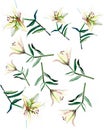 Gentle refined beautiful composition of white beige powdery lilies watercolor