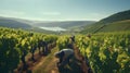 Gentle rolling hills of a vineyard at harvest time. Ai Generated.NO.04