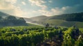 Gentle rolling hills of a vineyard at harvest time. Ai Generated.NO.03