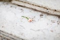 Gentle rose on marble sairs Royalty Free Stock Photo