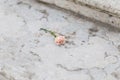Gentle rose on a marble sairs Royalty Free Stock Photo
