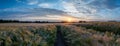 The gentle rustle of crops swaying in the warm breeze. Road path in cereal field.