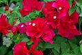 Gentle Scarlet Bougainvillea Inflorescence Background