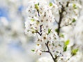 Gentle small white flowers - smooth soft focus and smooth bokeh background