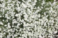 Gentle soft summer bouquet of Cerastium arvense