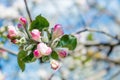 Gentle spring background for a postcard with Apple blossoms in the garden. Royalty Free Stock Photo